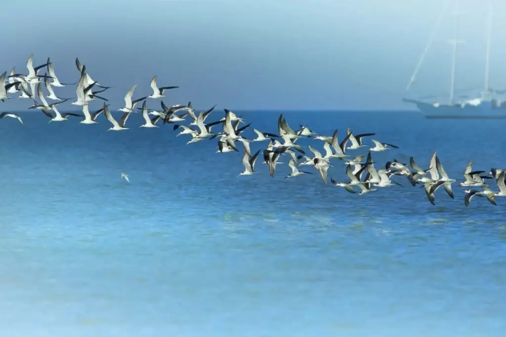 پرندگان هنگام پرواز بر فراز اقیانوس‌ها چگونه استراحت می‌کنند؟